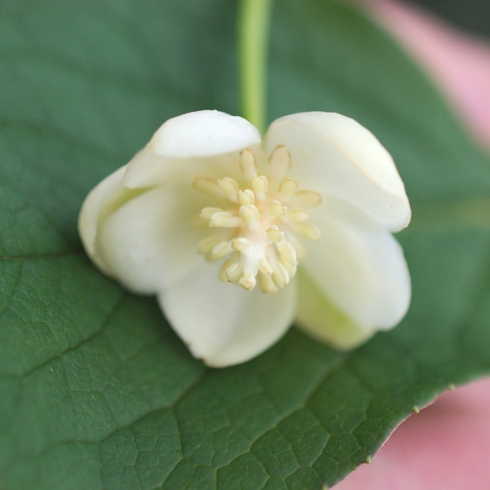 Rotblühendes Spaltkörbchen - Schisandra grandiflora - Bakker