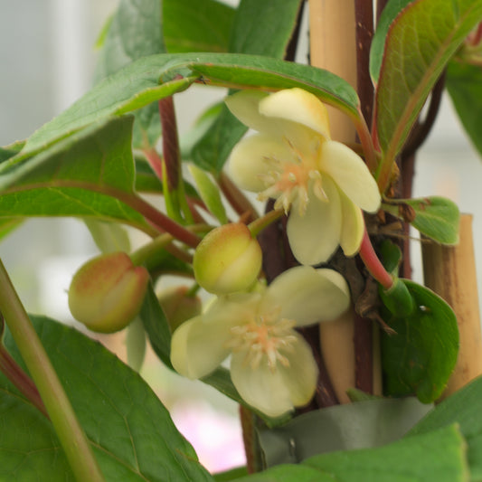 Rotblühendes Spaltkörbchen - Bakker