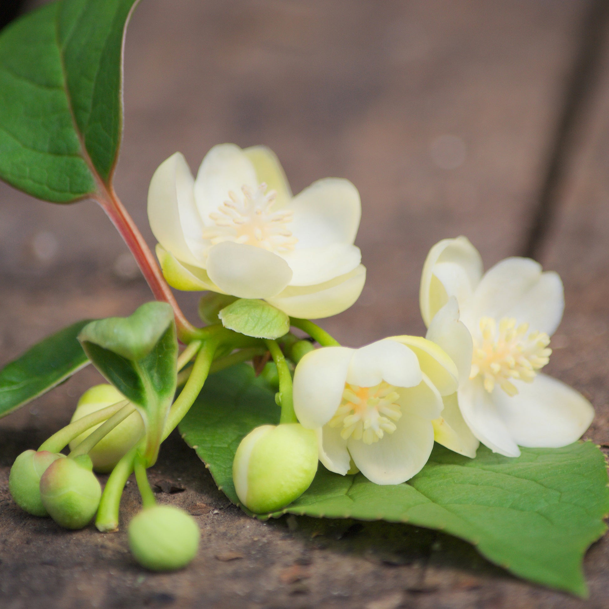 Schisandra grandiflora - Rotblühendes Spaltkörbchen - Blühende Kletterpflanzen
