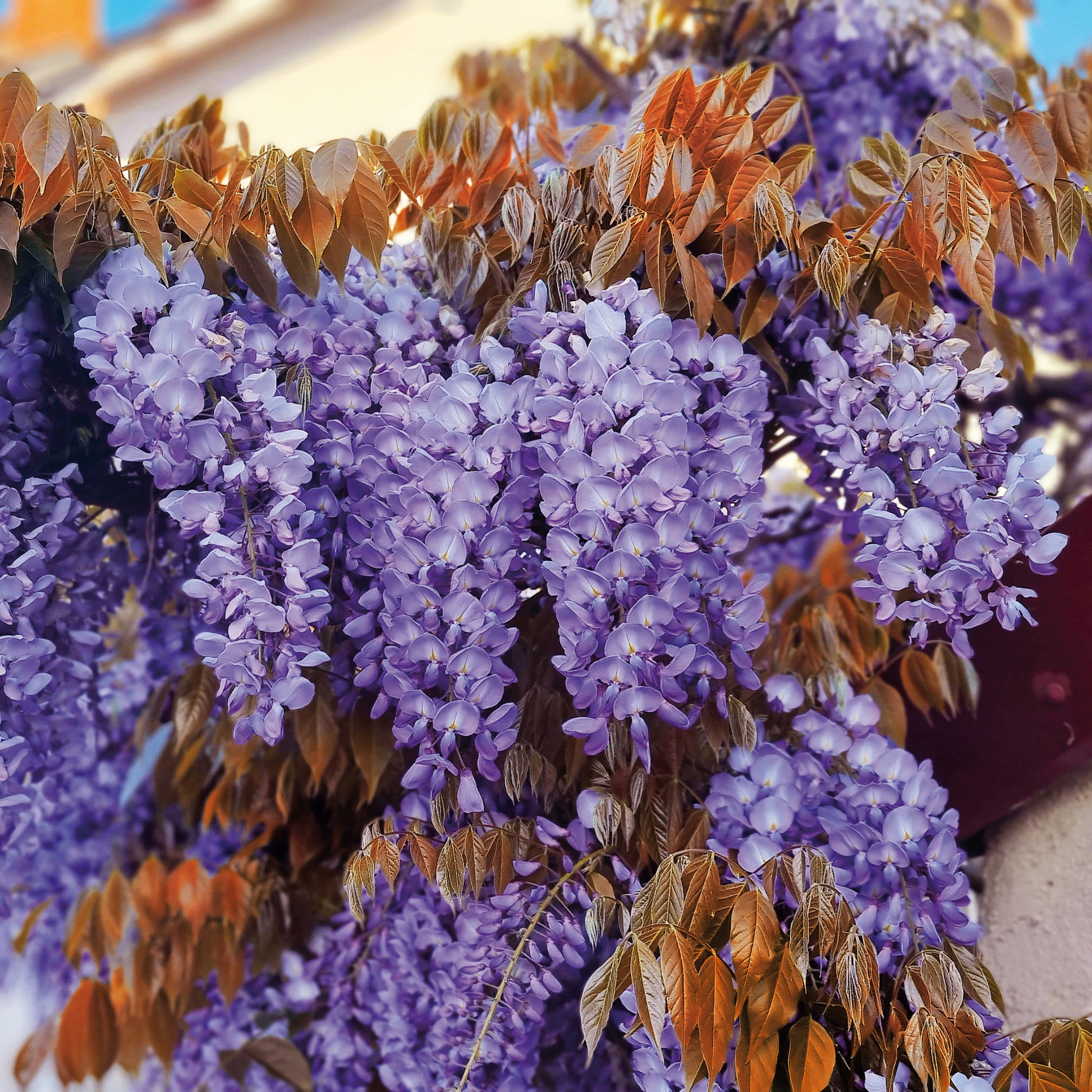 Chinesische Glyzinie Blue Line Copper Leo - Bakker