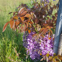 Chinesische Glyzinie Blue Line Copper Leo - Wisteria sinensis Blue Line® Copper Leo - Bakker