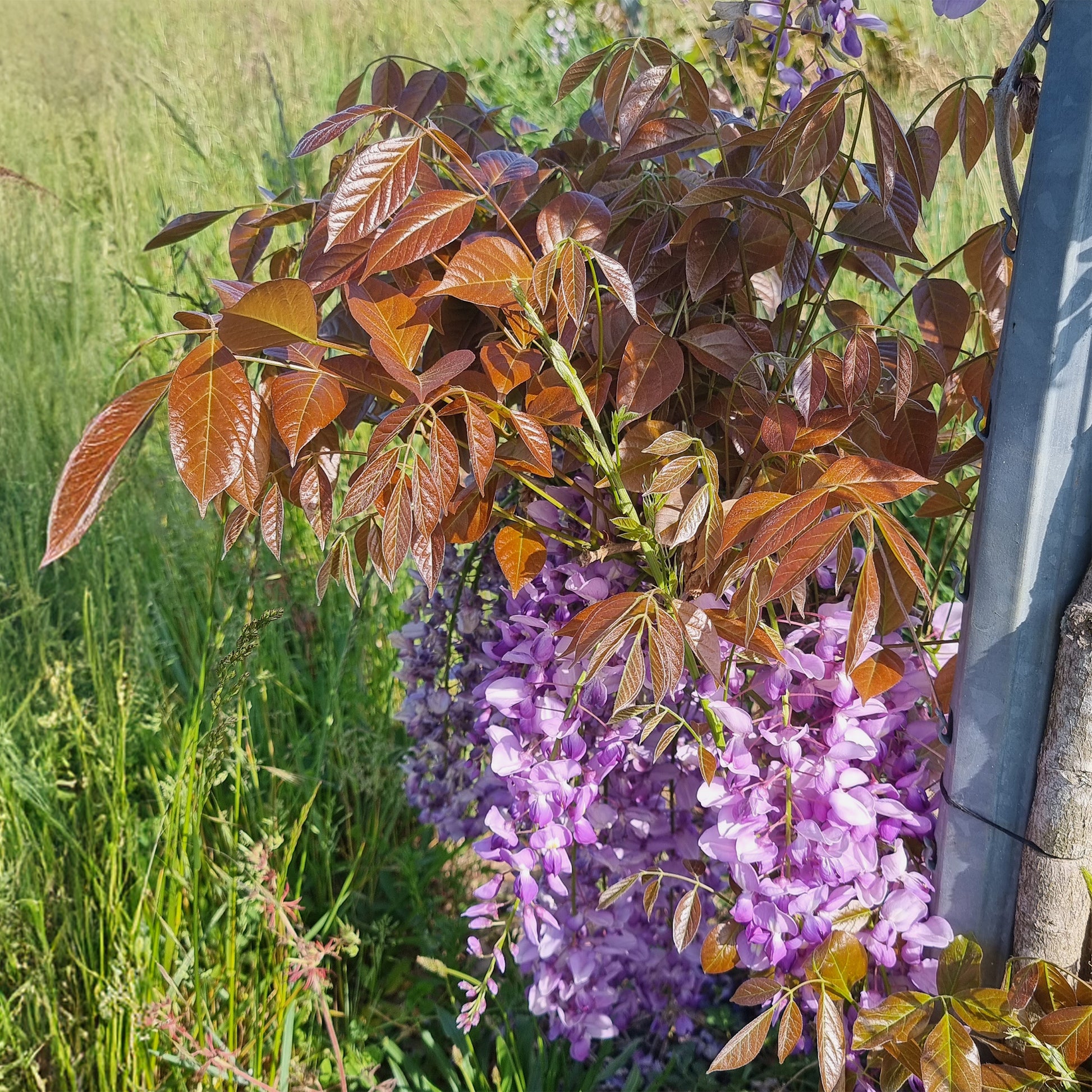 Chinesische Glyzinie Blue Line Copper Leo - Wisteria sinensis Blue Line® Copper Leo - Bakker