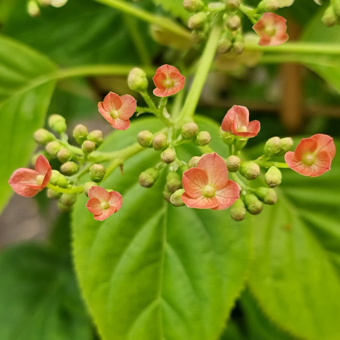 Kletterhortensie Crug Coral - Bakker