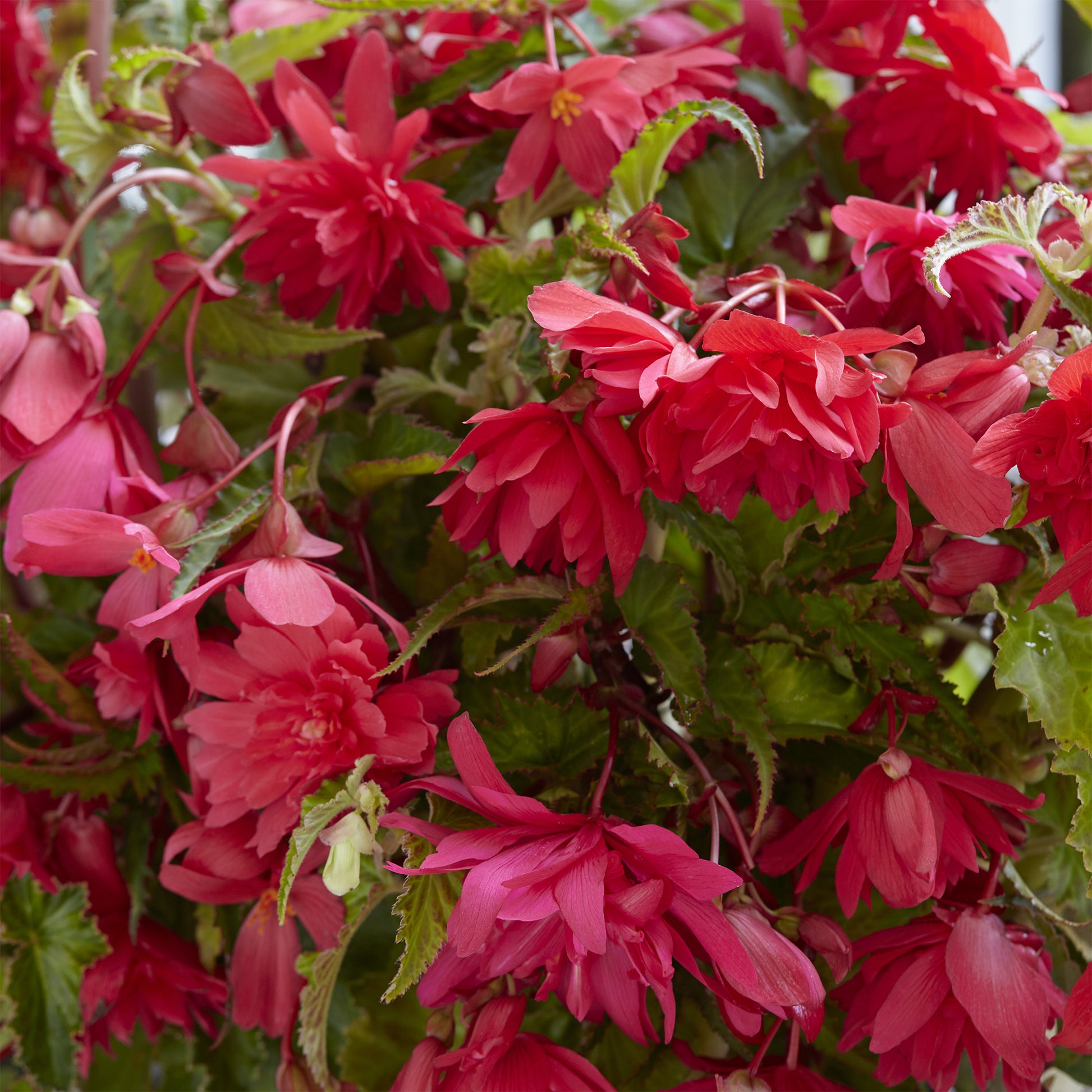 5 hängende rosa Begonien - Begonia pendula Pink - Bakker