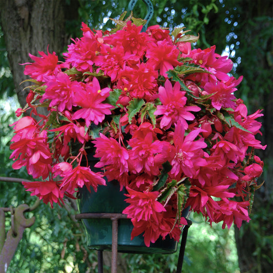 5 hängende rosa Begonien - Bakker