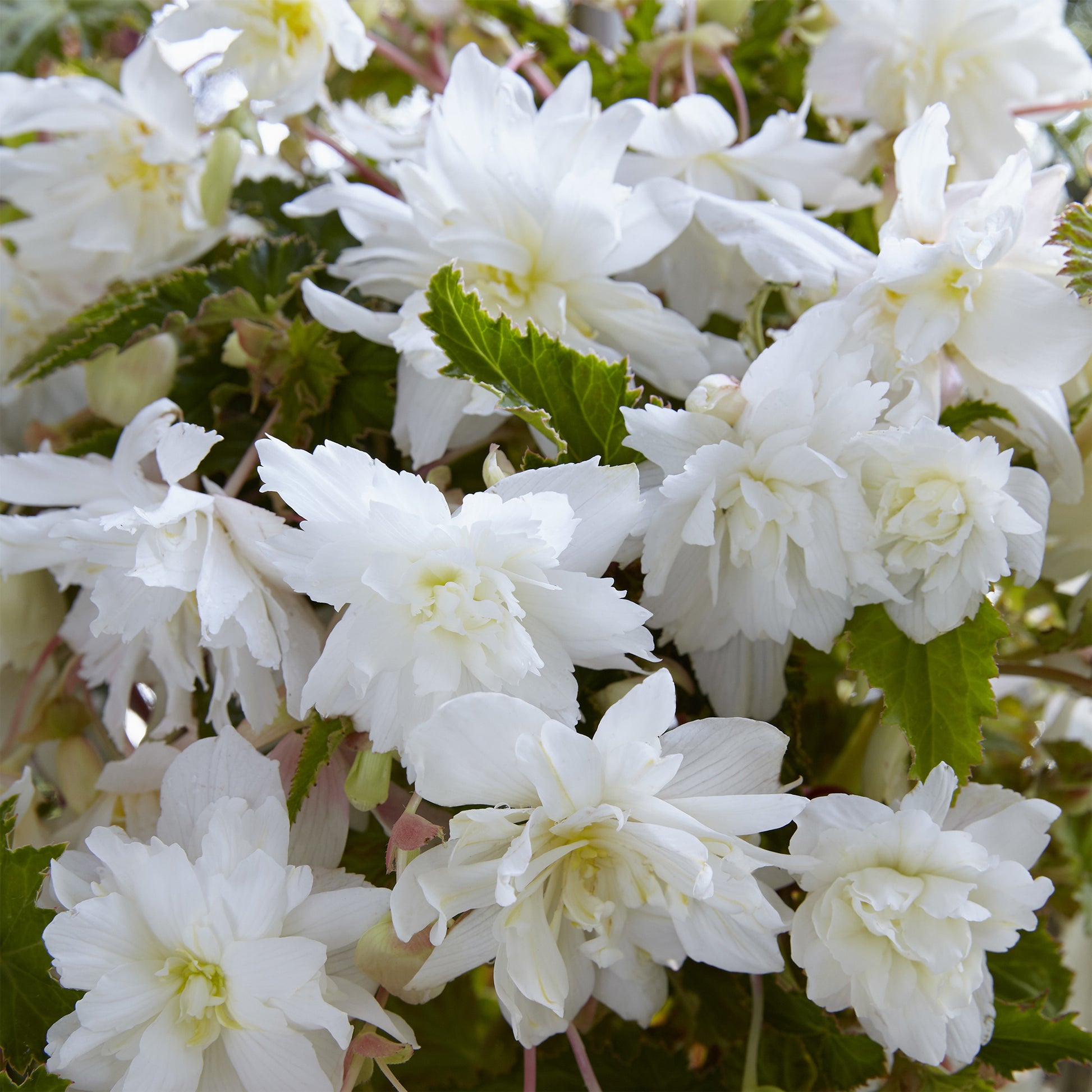 5 hängende weiße Begonien - Begonia pendula White - Bakker