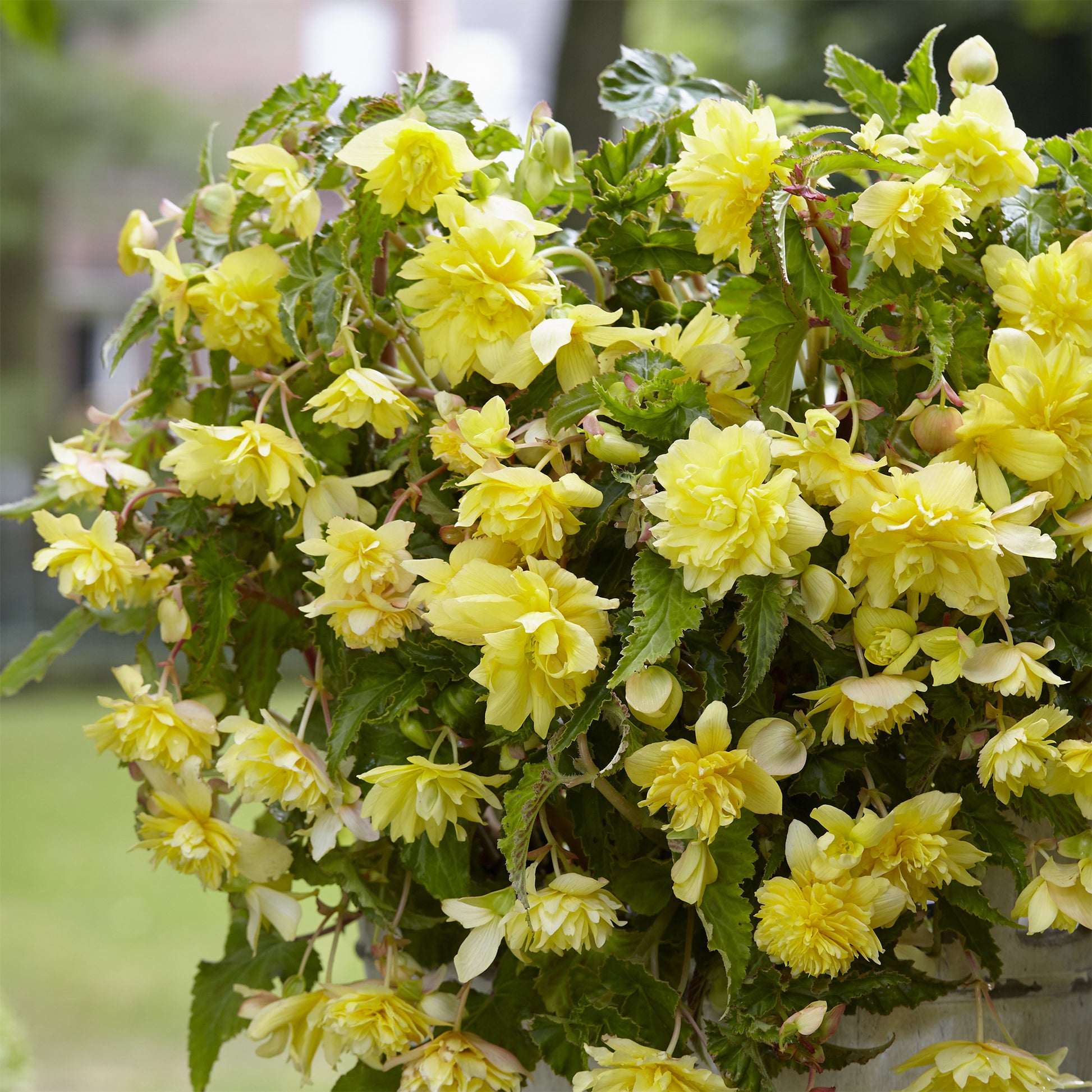 5 hängende gelbe Begonien - Begonia pendula Yellow - Bakker