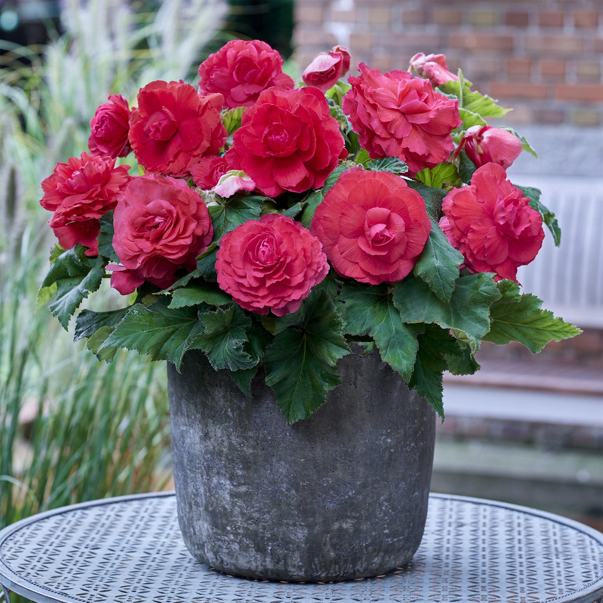 5 doppelte rosa Begonien - Begonia superba Pink - Bakker