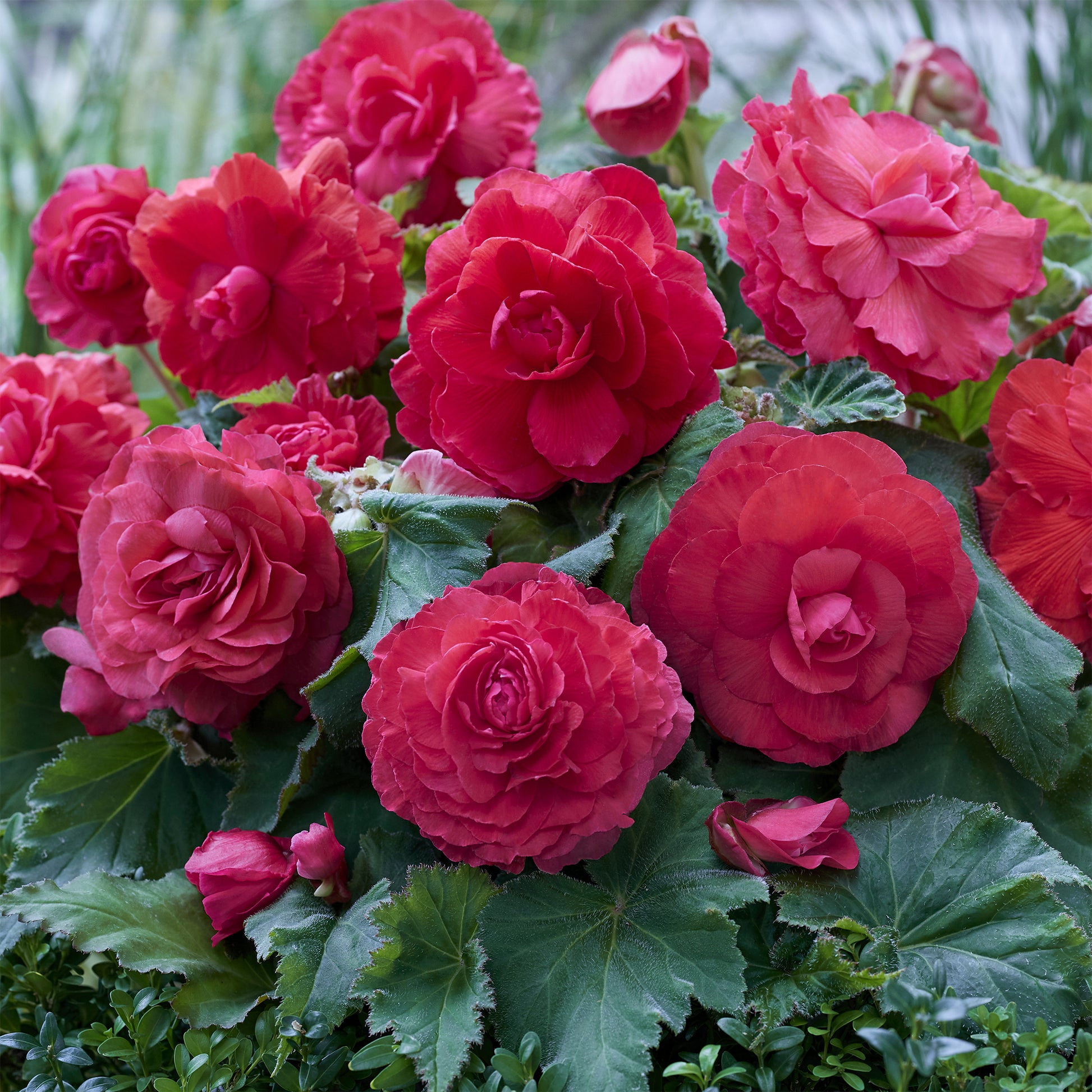 5 doppelte rosa Begonien - Bakker