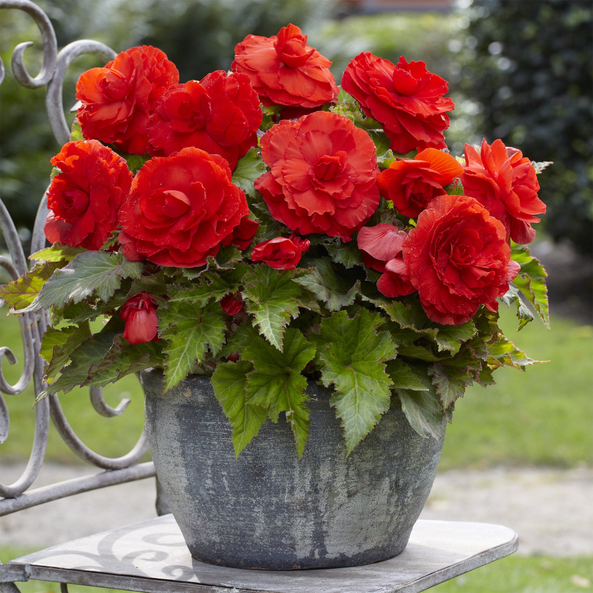 5 doppelte rote Begonien - Begonia superba Red - Bakker