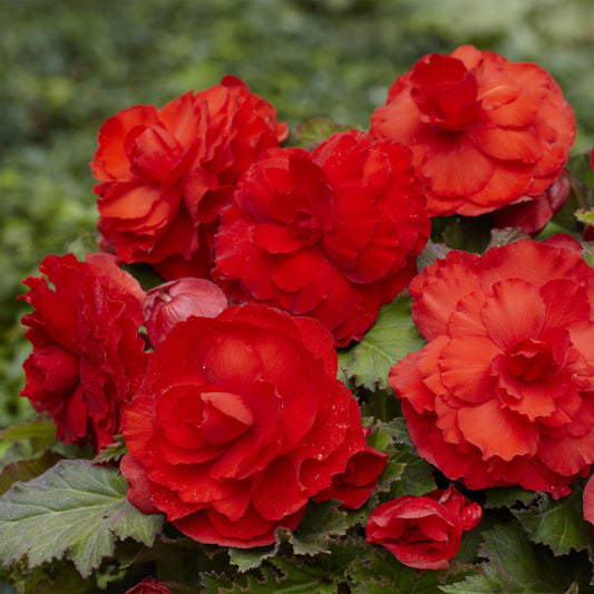 5 doppelte rote Begonien - Bakker