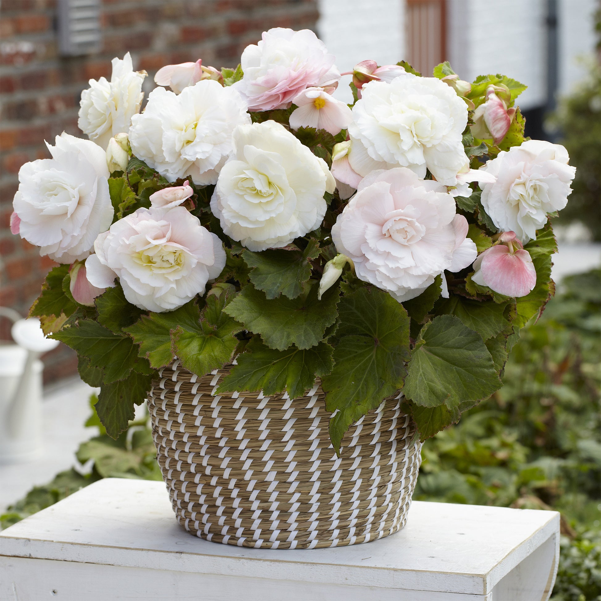 5 doppelte weiße Begonien - Begonia superba White - Bakker