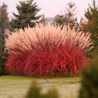 Miscanthus - Chinaschilf Lady in Red - Miscanthus sinensis Lady in Red