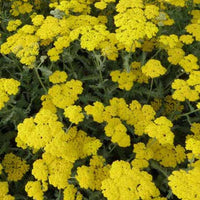 Schafgarbe Moonshine - Achillea hybride moonshine - Gartenpflanzen