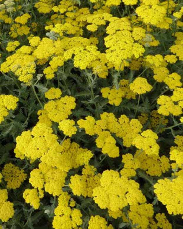 Schafgarbe Moonshine - Achillea hybride moonshine - Gartenpflanzen