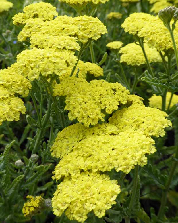 Taygetea-Schafgarbe - Achillea hybride taygetea - Gartenpflanzen