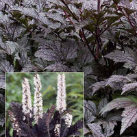 Silberkerze Black Negligated - Actaea simplex black negligee - Gartenpflanzen