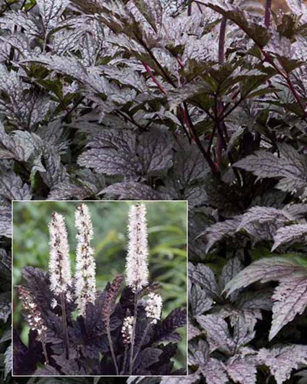 Silberkerze Black Negligated - Actaea simplex black negligee - Gartenpflanzen