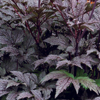 Silberkerze Black Negligated - Actaea simplex black negligee - Pflanzenarten