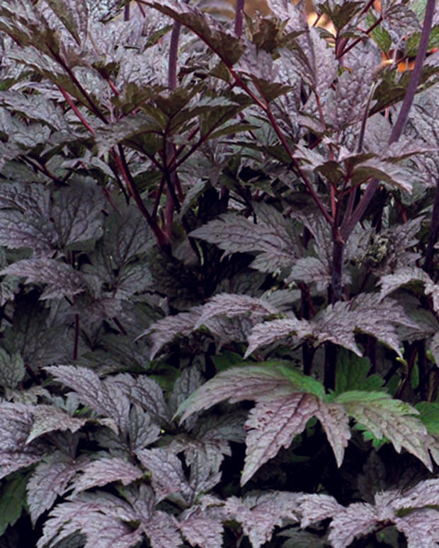 Silberkerze Black Negligated - Actaea simplex black negligee - Pflanzenarten