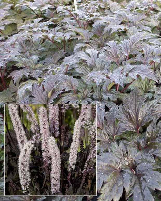 Silberkerze Carbonella - Actaea simplex carbonella - Gartenpflanzen