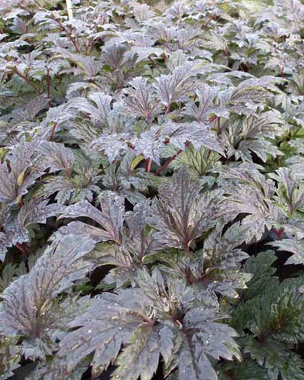 Silberkerze Carbonella - Actaea simplex carbonella - Pflanzenarten