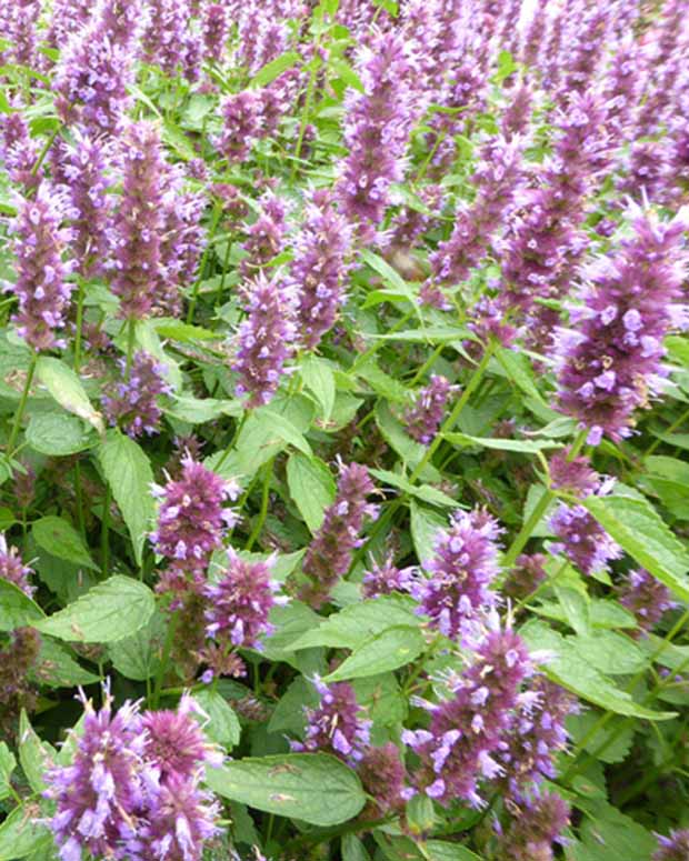 Agastache Beelicious Purple - Agastache agapd beelicious® purple - Gartenpflanzen