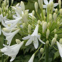 Agapanthus Headbourne White - Agapanthus headbourne white - Gartenpflanzen
