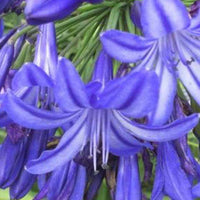 Agapanthus Northern Star - Agapanthus northern star - Gartenpflanzen