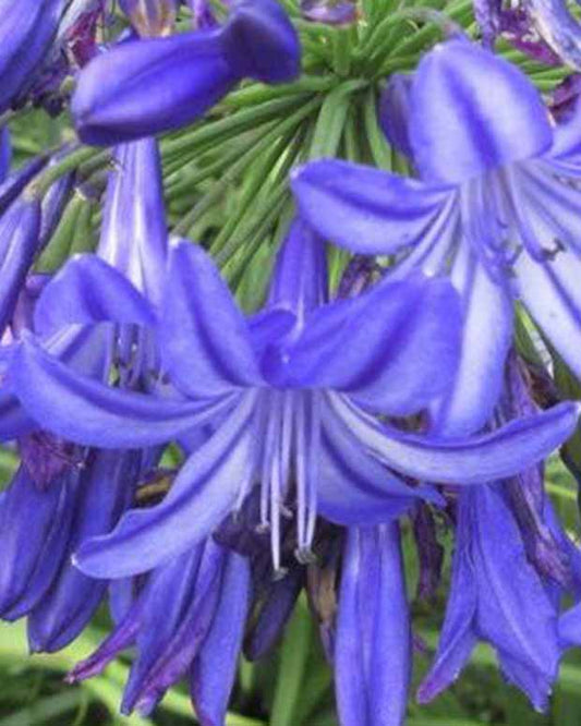 Agapanthus Northern Star - Agapanthus northern star - Gartenpflanzen