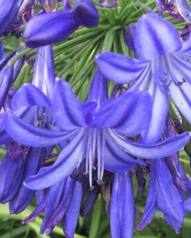 Agapanthus Northern Star - Agapanthus northern star - Stauden