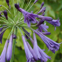 Agapanthus Purple Cloud - Agapanthus purple cloud - Gartenpflanzen