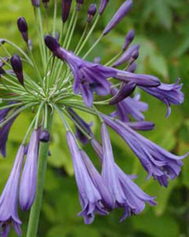 Agapanthus Purple Cloud - Agapanthus purple cloud - Gartenpflanzen