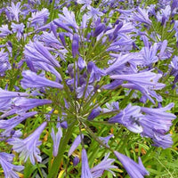 Agapanthus Tornado - Agapanthus tornado - Gartenpflanzen