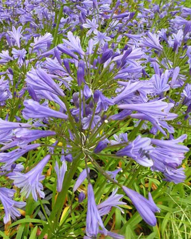 Agapanthus Tornado - Agapanthus tornado - Gartenpflanzen