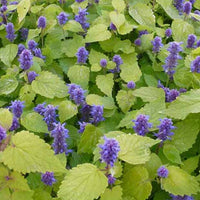 Minze-Limette Golden Jubilee - Agastache rugosa golden jubilee - Gartenpflanzen