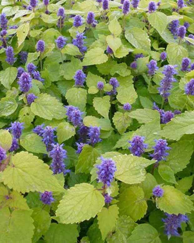 Minze-Limette Golden Jubilee - Agastache rugosa golden jubilee - Stauden