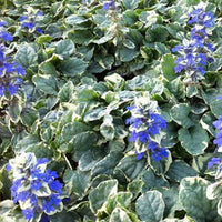 Kriechender Bugle Variegata - Ajuga reptans variegata - Gartenpflanzen