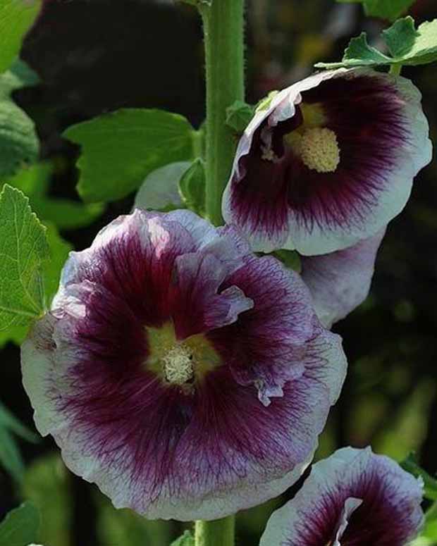 Stockrose Creme de Cassis - Alcea rosea crème de cassis - Gartenpflanzen