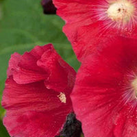 Stockrose Mars Magic - Alcea rosea mars magic - Gartenpflanzen