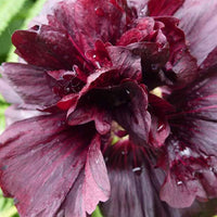 Doppelte Stockrosen Violett - Alcea rosea chaters double group violet - Gartenpflanzen