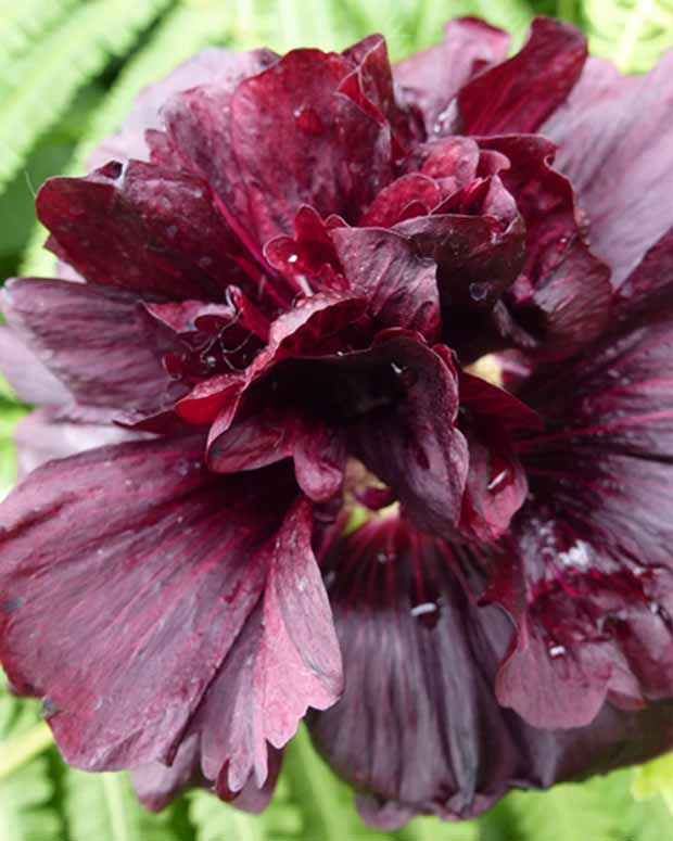 Doppelte Stockrosen Violett - Alcea rosea chaters double group violet - Gartenpflanzen