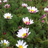 Marokkanische Kamille Depressus - Anacyclus pyrethrum var. depressus - Gartenpflanzen