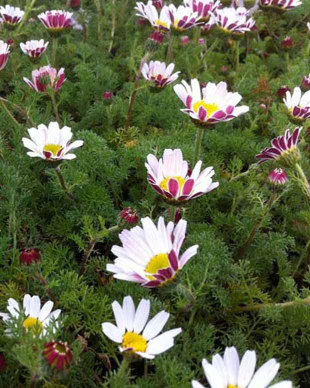 Marokkanische Kamille Depressus - Anacyclus pyrethrum var. depressus - Gartenpflanzen