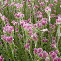 Katzenpfötchen Zweihäusige Antennenpflanze Rubra - Antennaria dioica rubra - Gartenpflanzen