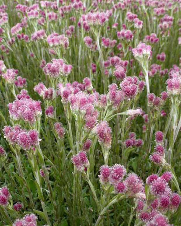 Katzenpfötchen Zweihäusige Antennenpflanze Rubra - Antennaria dioica rubra - Gartenpflanzen