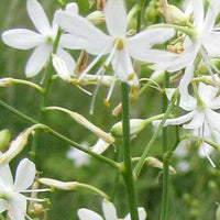 Ramed Phalanx - Anthericum ramosum - Gartenpflanzen