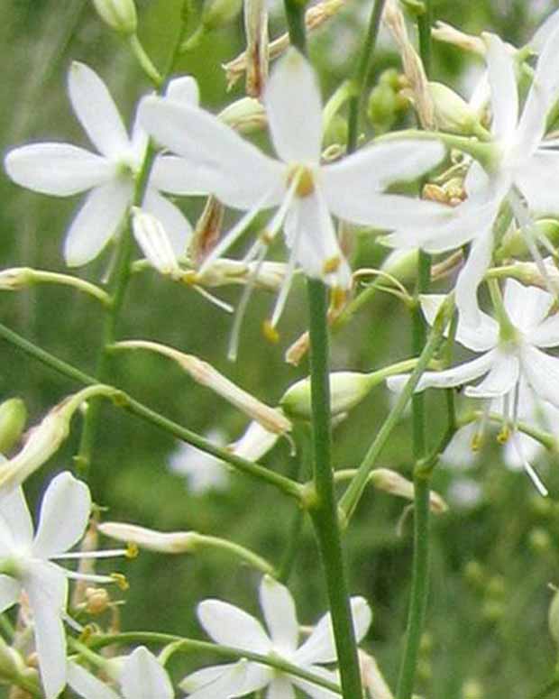 Ramed Phalanx - Anthericum ramosum - Gartenpflanzen