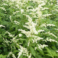 Milchiger Beifuss Elfenbein - Artemisia lactiflora elfenbein - Gartenpflanzen