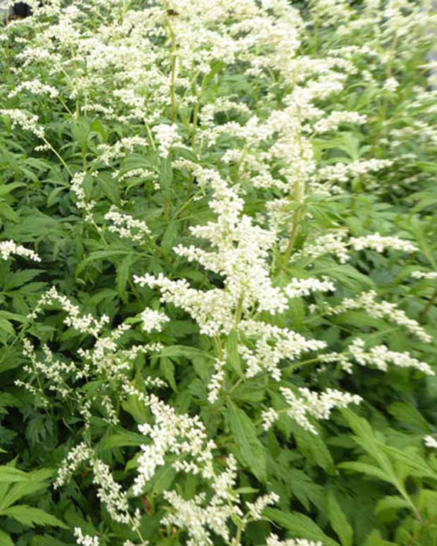 Milchiger Beifuss Elfenbein - Artemisia lactiflora elfenbein - Stauden